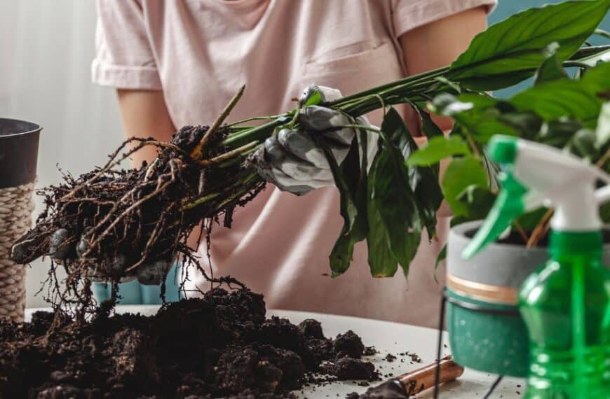 Are your indoor plants dying? discover the right time and ways to re-pot them now!