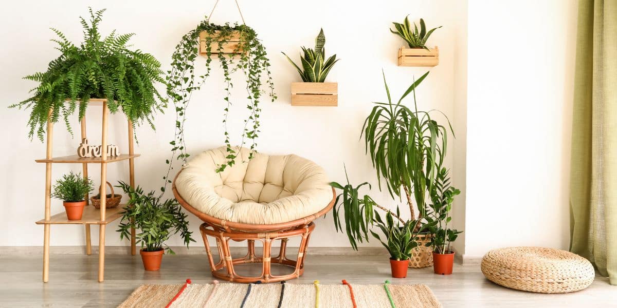 Win with windows: choosing the right houseplants for your light exposure