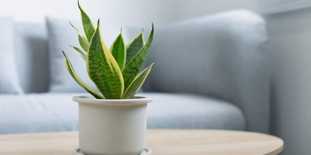 Want to breathe better at home? Find out how to pick the perfect houseplants for every room!