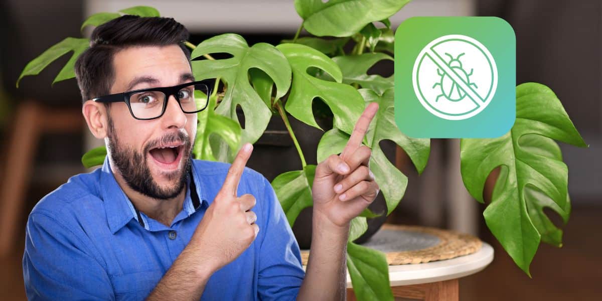 Banish bugs for good: natural secret hacks for pest-free indoor plants!