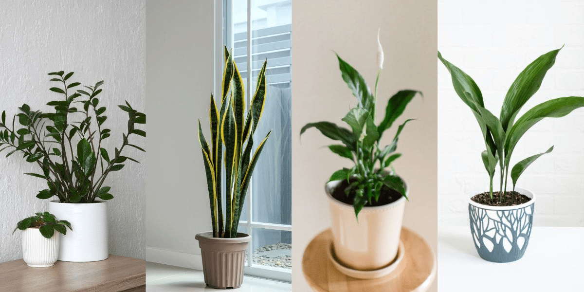 If you don't have a green thumb, here are the houseplants you should choose!