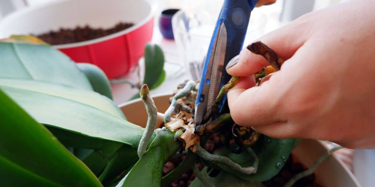 Waterlogged woes: treating root rot in your houseplants
